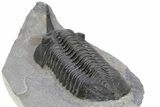 Huge, Morocconites Trilobite Fossil - Ofaten, Morocco #255446-5